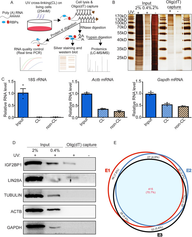 Fig. 1. mRBPome profiling of mouse undifferentiated spermatogonia. (A) Schematic of the experimental approach. mRNA-protein complexes in primary cultures of undifferentiated spermatogonia were UV-crosslinked and captured using oligo(dT) magnetic beads. (B) Representative image of a silver-stained SDS-PAGE gel confirming enrichment of protein bands in UV-crosslinked (CL; +) compared with non-UV-crosslinked control (non-CL; −) input and oligo(dT)-captured samples. (C) Relative levels of 18S rRNA, Actb and Gapdh mRNAs measured by quantitative real-time RT-PCR analysis. Data are mean±s.e.m. for n=3 different cultures. (D) Representative image of western blot analysis confirming enrichment of the known RBPs IGF2BP1 and LIN28A in UV-crosslinked samples subjected to oligo(dT)-capture (+). (E) Venn diagram analysis of RBPs identified by mass spectrometry analysis; data are from three independent primary cultures.