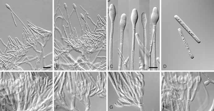 Fig. 19