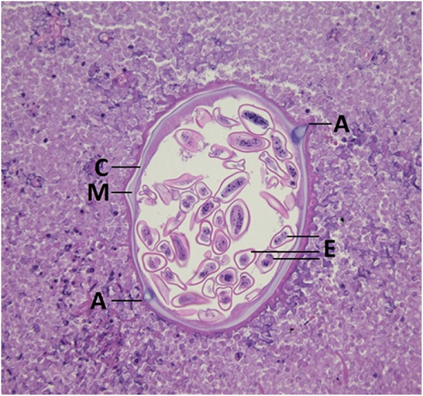 Figure 4