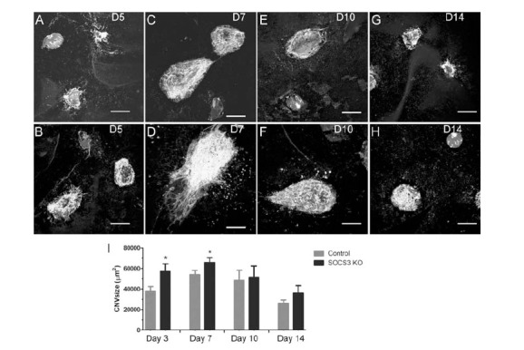 Fig. (6)