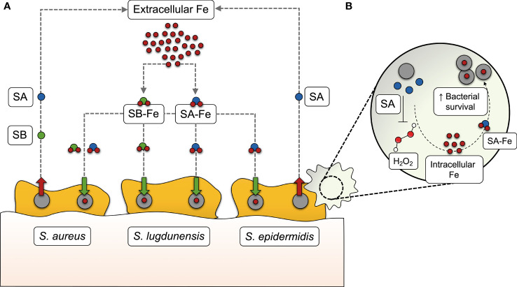 Figure 1