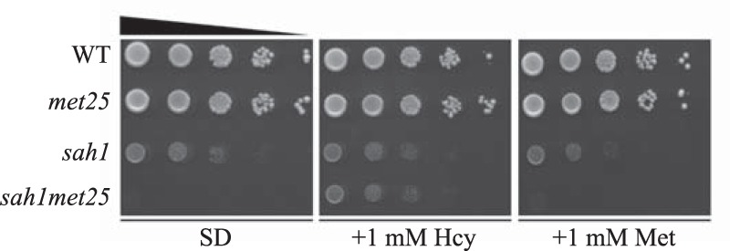 Figure 2.