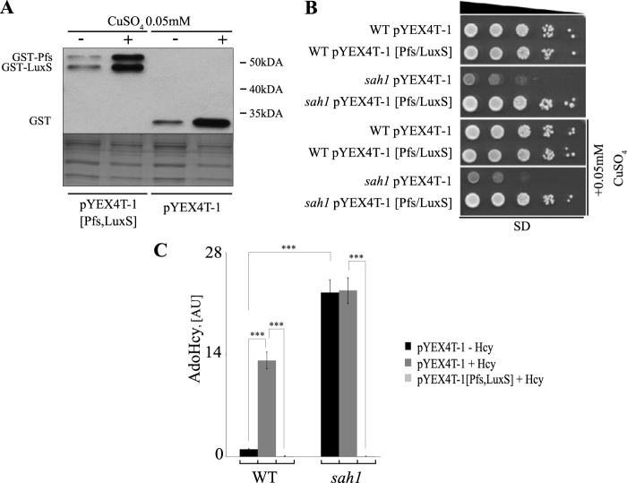 Figure 5.