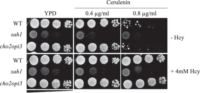 Figure 7.