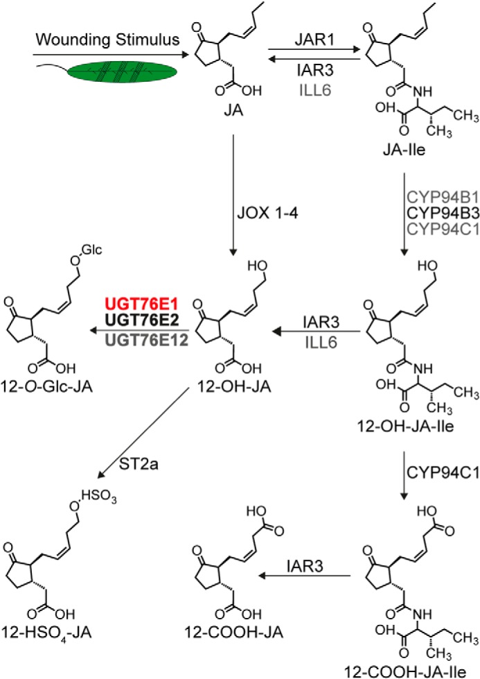 Figure 7.