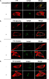 FIGURE 6.