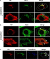 FIGURE 3.