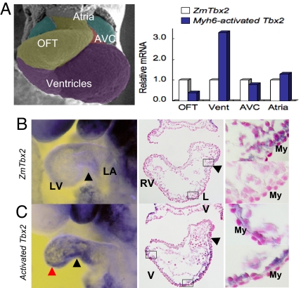 Fig. 4.