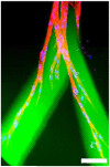 Fig. (5)