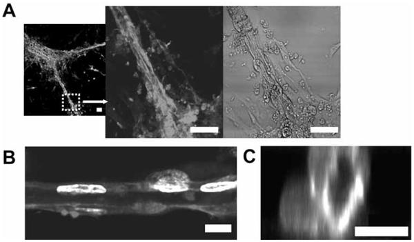 Fig. (3)