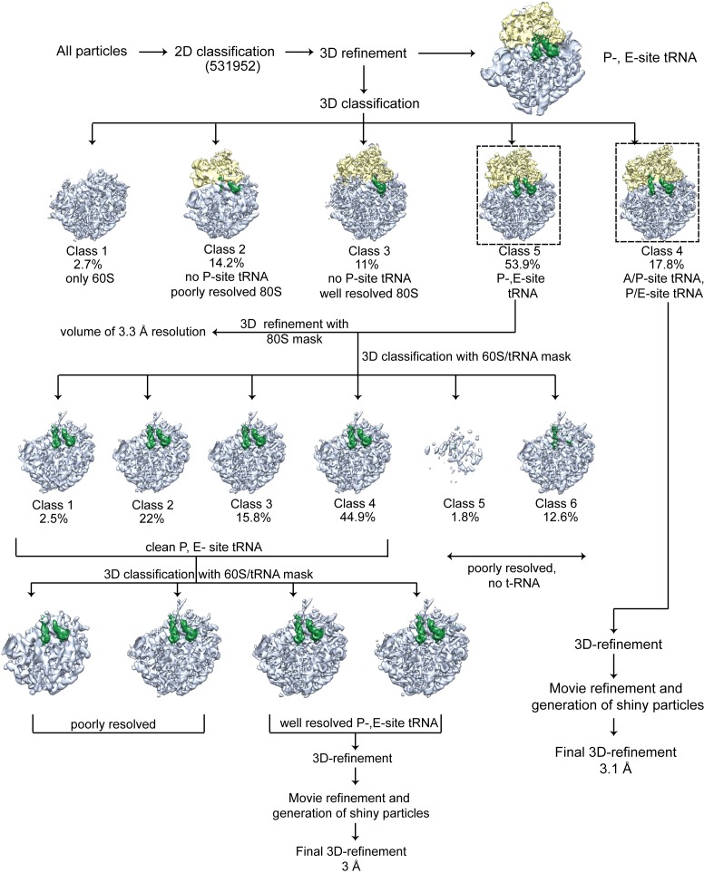 Figure 2—figure supplement 1.