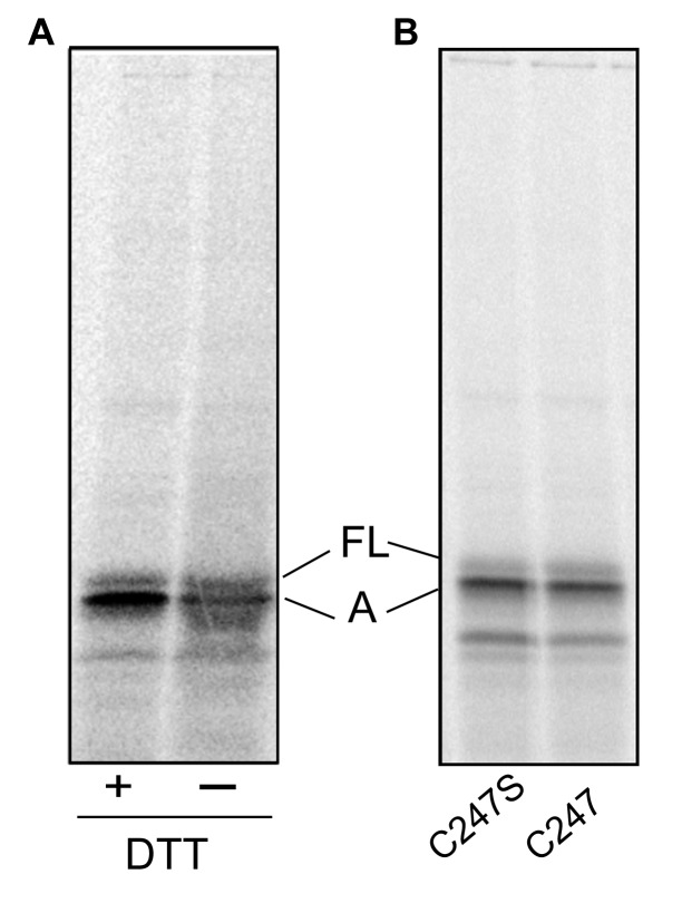 Figure 6—figure supplement 2.