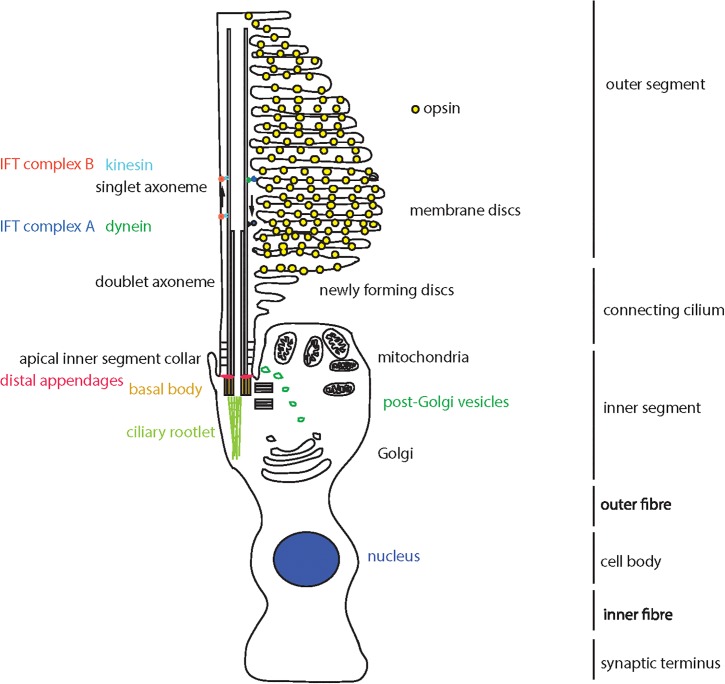 FIGURE 1