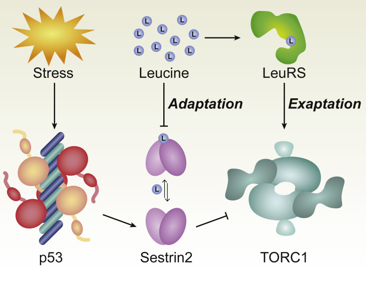 Figure 2