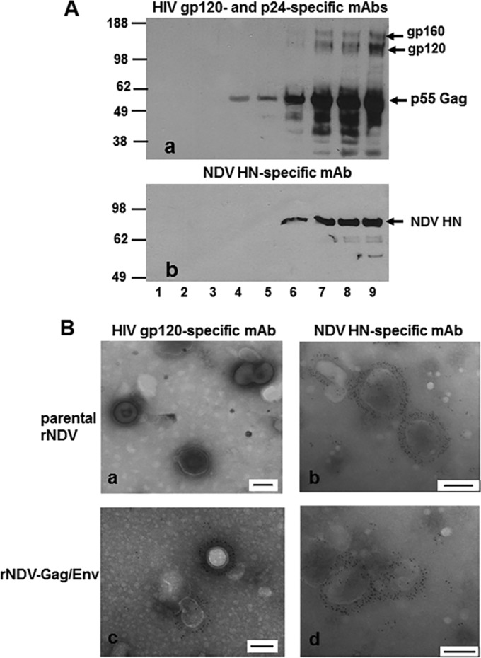 FIG 2 