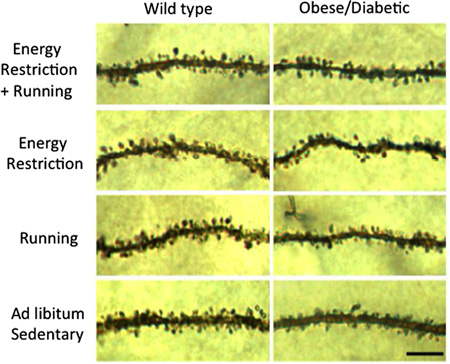 Box 1. Energy intake, ageing and synapses