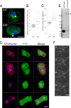 FIGURE 7: