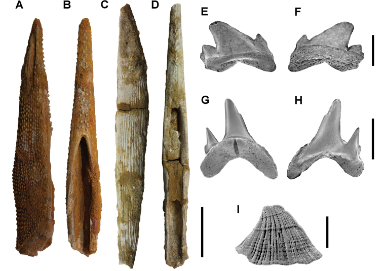 Figure 55.