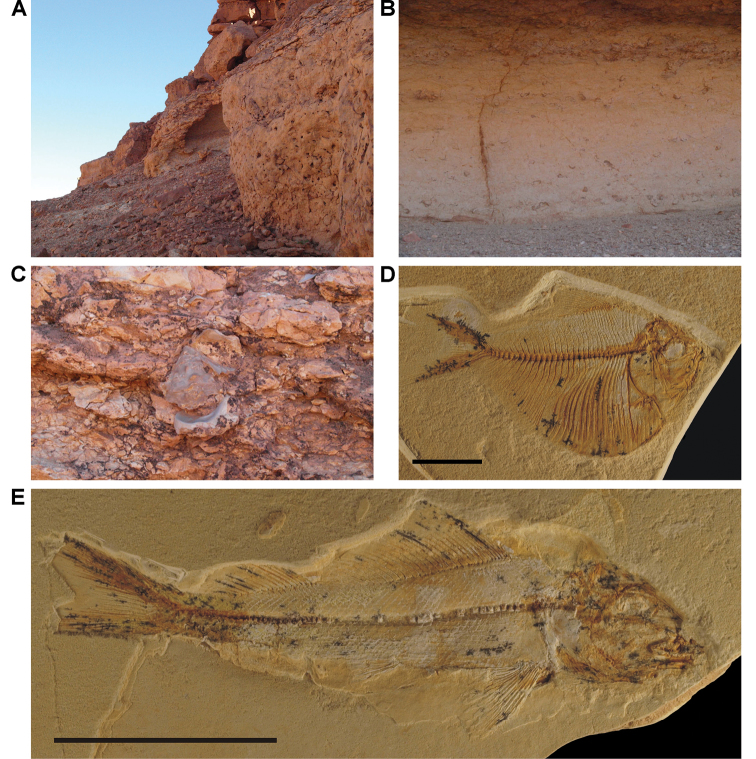 Figure 34.