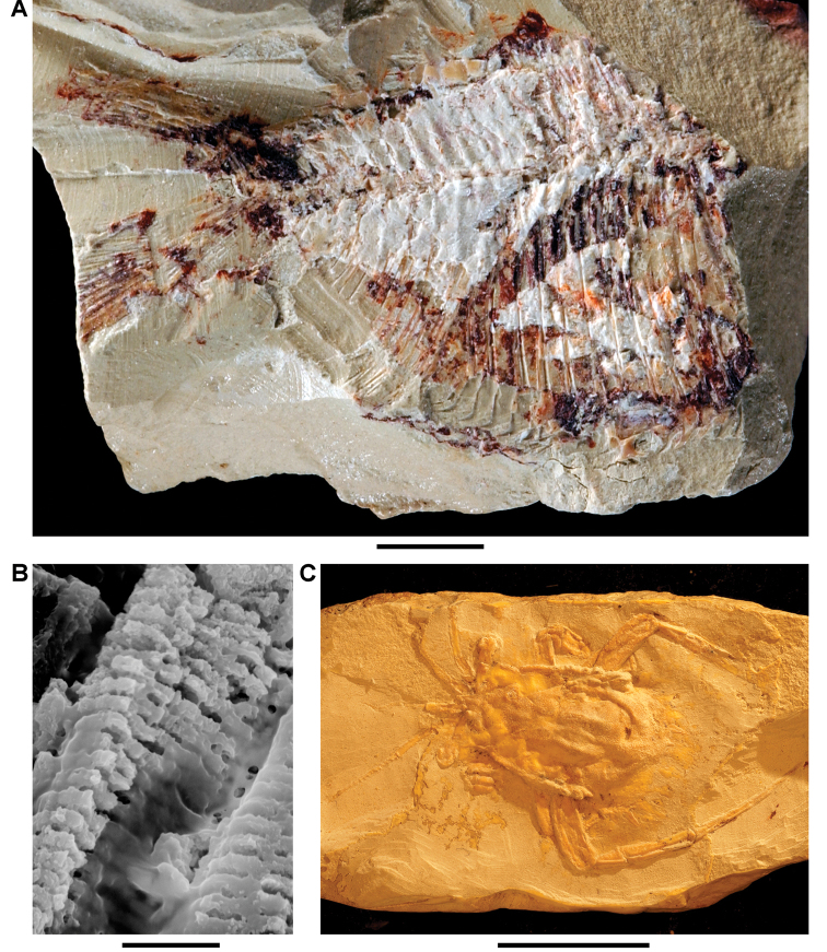 Figure 40.