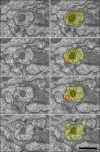 Figure 4—figure supplement 2.