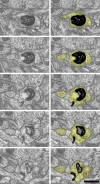 Figure 4—figure supplement 6.