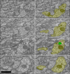 Figure 4—figure supplement 4.