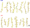 Figure 5—figure supplement 1.