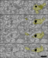 Figure 4—figure supplement 5.