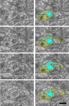 Figure 4—figure supplement 3.
