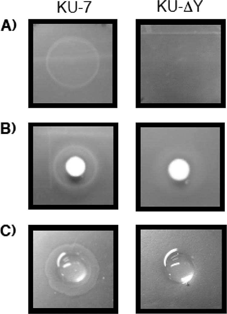 FIG. 6.