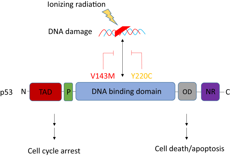 Figure 5