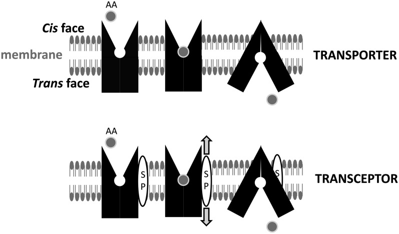 FIGURE 1.