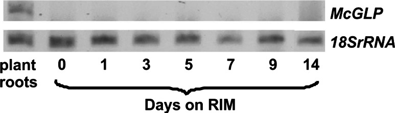 Fig. 8