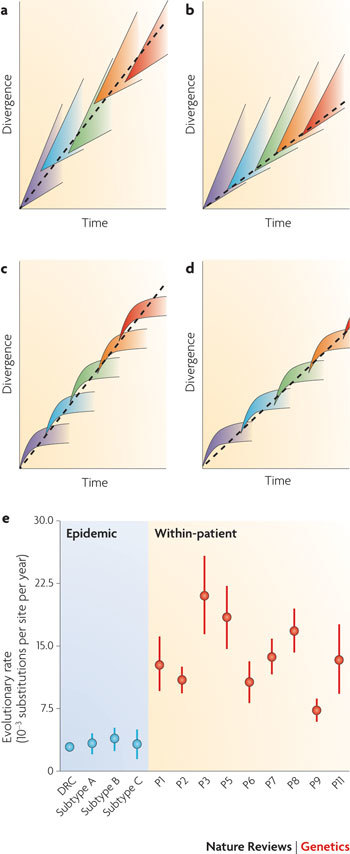 Box 2 | Linking evolutionary scales: HIV as an example