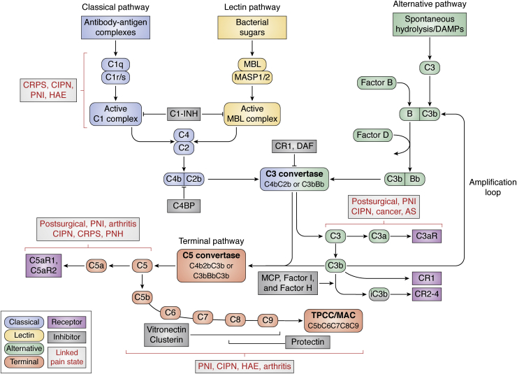 The complement cascade in the regulation of neuroinflammation ...