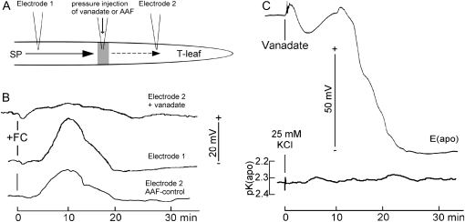 Figure 5.