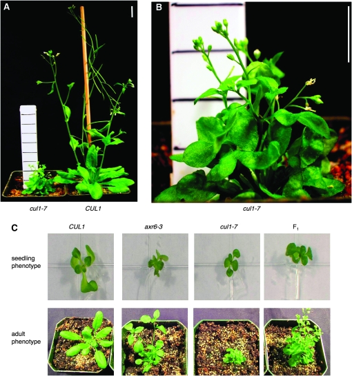 Figure 3.—