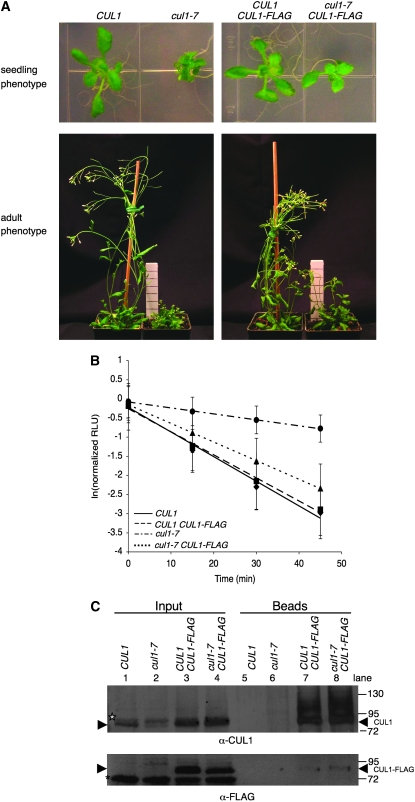 Figure 4.—