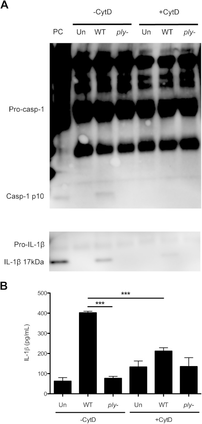 FIG 1