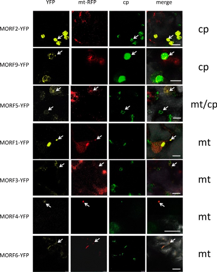 FIGURE 1.