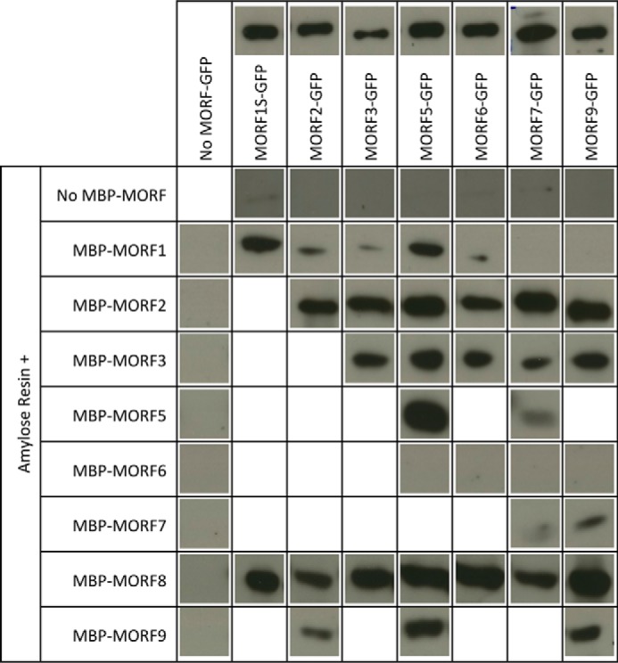 FIGURE 4.