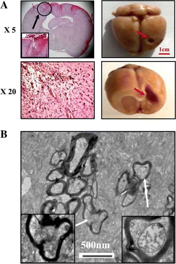 Fig. 6