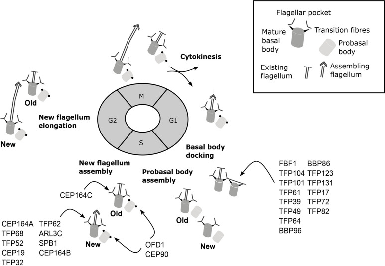 Fig. 7.