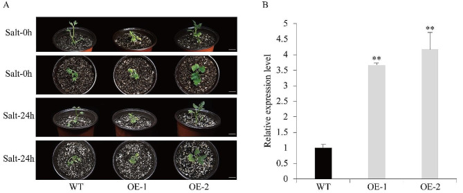 Fig. 10