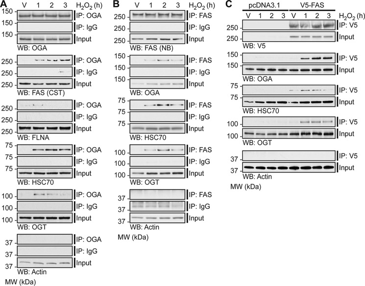 Figure 7.