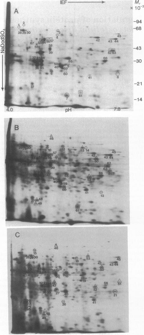 graphic file with name pnas00667-0106-a.jpg