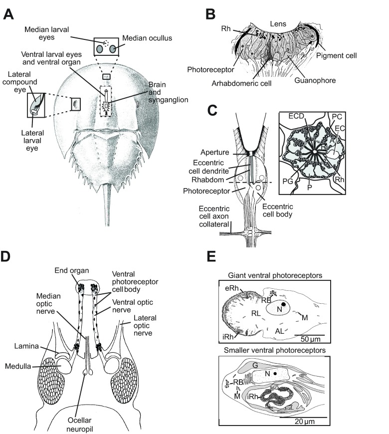 Fig. 1.