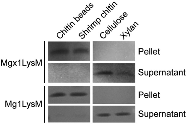 FIGURE 3