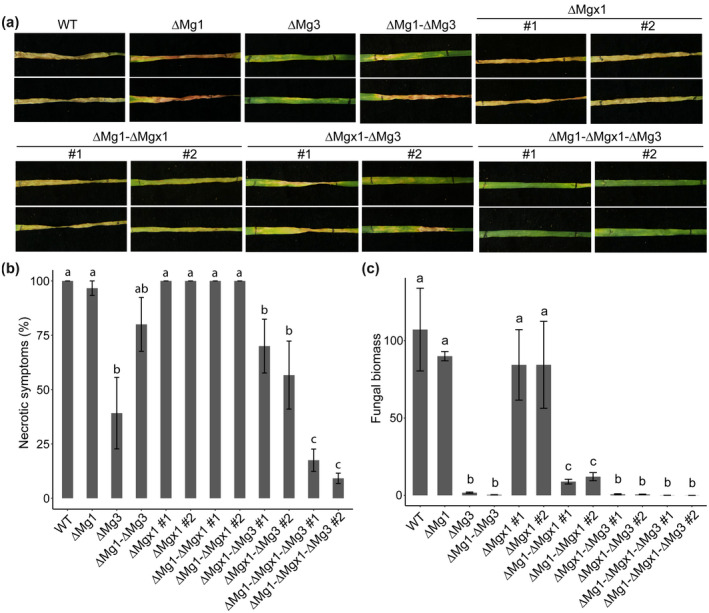 FIGURE 2